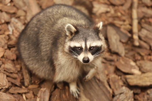 Pikavippi Ilman Maksuvaikeuksia Ja Luottotietojen Tarkistusta