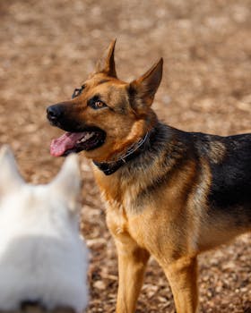 Netticasino Ilmainen Virustorjuntaohjelma: Suoja Suosituissa Kasinopeleissä