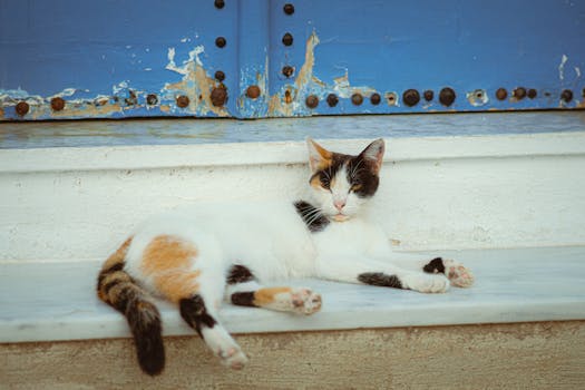 Vuosikorkolaskuri Ja Todellinen Vuosikorko Asuntolainassa