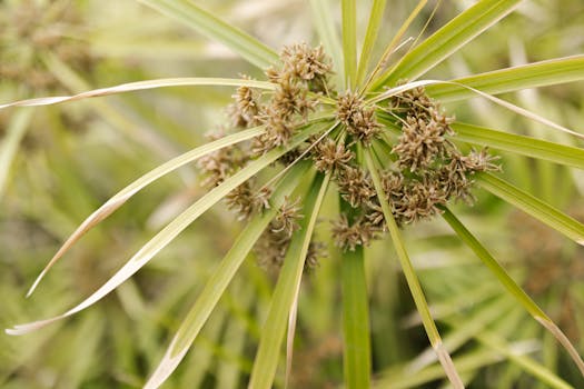 Nordnet Joustoluotto Maksuvapaa: Tiedot, Käytännöt Ja Vaihtoehdot